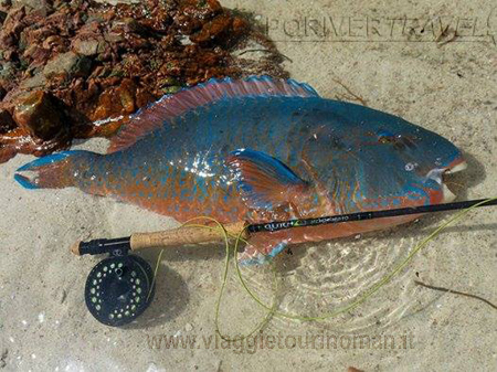 Pesca a Mosca Fly Fishing Oman e Isole Hallaniyat